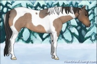 Horse Color:Buckskin Roan Tobiano