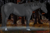 Horse Color:Black 