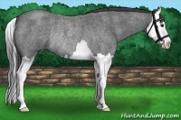 Horse Color:Smoky Blue Roan Splash Rabicano 