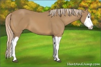 Horse Color:Palomino Splash 