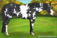Horse Color:White Spotted Black Splash Frame 