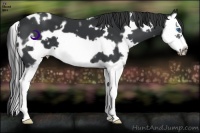 Horse Color:White Spotted Black Splash Frame 