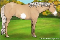 Horse Color:Silver Amber Champagne Frame 