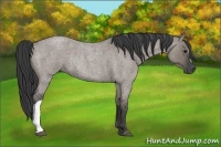 Horse Color:Grullo Roan Rabicano 