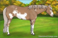 Horse Color:Palomino Sabino Splash Frame 