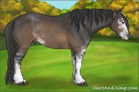 Horse Color:Buckskin Sabino