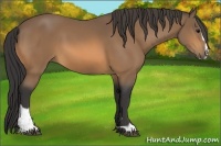 Horse Color:Buckskin Sabino