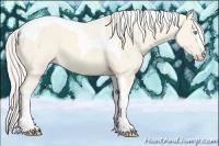 Horse Color:Cremello Dun Sabino Tobiano 