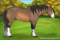 Horse Color:Buckskin Sabino Splash 