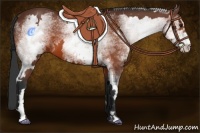 Horse Color:White Spotted Bay Sabino Frame
