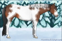 Horse Color:Bay Sabino Tobiano Frame