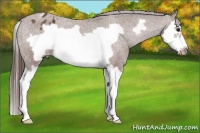 Horse Color:Bay Splash Frame Appaloosa 
