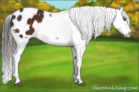 Horse Color:Brown Appaloosa