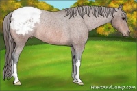 Horse Color:Bay Appaloosa Rabicano 