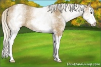 Horse Color:White Spotted Palomino Splash Rabicano