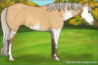 Horse Color:Silver Bay Dun Sabino Splash Frame