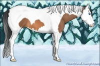 Horse Color:Buckskin Splash Tobiano 
