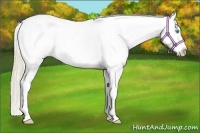 Horse Color:Smoky Creme Roan Appaloosa