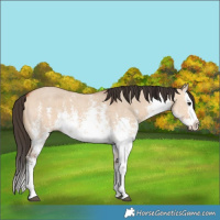 Horse Color:White Spotted Bay Dun Sabino Splash 