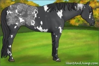 Horse Color:White Spotted Black Ice 