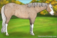 Horse Color:Silver Buckskin Roan Splash Rabicano