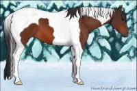 Horse Color:Bay Tobiano 