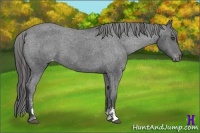 Horse Color:Black Sabino Appaloosa