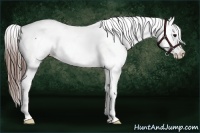 Horse Color:Brown Appaloosa