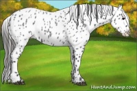 Horse Color:Blue Roan Appaloosa 