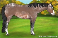 Horse Color:Bay Ice Splash 