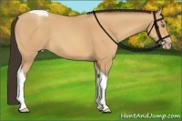 Horse Color:Amber Champagne Tobiano 