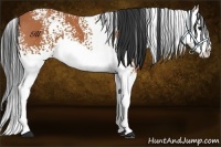 Horse Color:White Spotted Bay Splash 