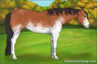 Horse Color:White Spotted Bay 