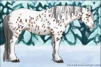 Horse Color:Bay Splash Tobiano Appaloosa Rabicano 