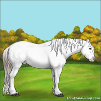 Horse Color:Brown Roan Appaloosa 
