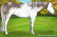 Horse Color:White Spotted Silver Black Sabino Splash