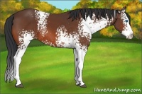 Horse Color:White Spotted Bay Sabino Splash 