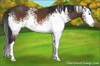 Horse Color:White Spotted Brown Splash 