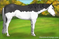 Horse Color:Smoky Black Splash 