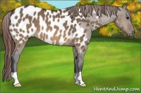 Horse Color:Brown Dun Appaloosa 