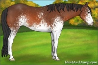 Horse Color:White Spotted Bay 
