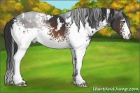 Horse Color:White Spotted Brown 
