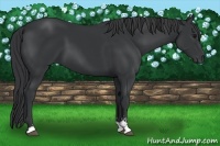 Horse Color:Black Sabino