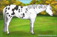Horse Color:Liver Chestnut Appaloosa 