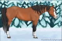 Horse Color:Bay Splash 