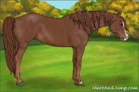 Horse Color:Chestnut Splash 