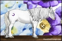 Horse Color:Perlino Splash Appaloosa 