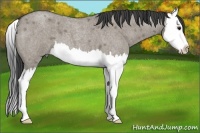 Horse Color:Smoky Grullo Roan Splash 