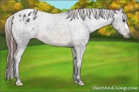 Horse Color:Buckskin Ice Appaloosa 