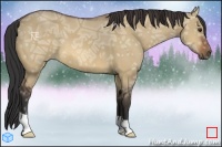 Horse Color:Bay Ice Dun